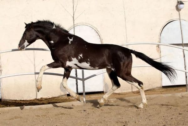 The Dappled Horse / Folktale