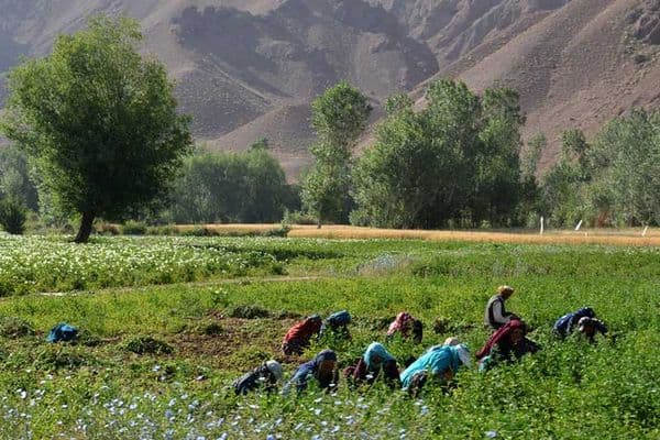 Ashar/ The custom of collective labor assistance