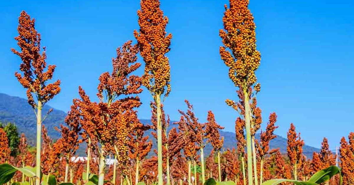 باجره /Bâjra/