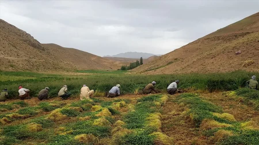 کشاورزی